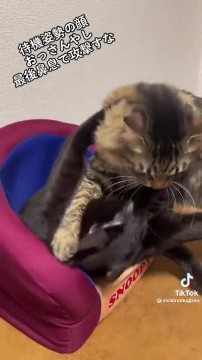 Cat's look of disapproval