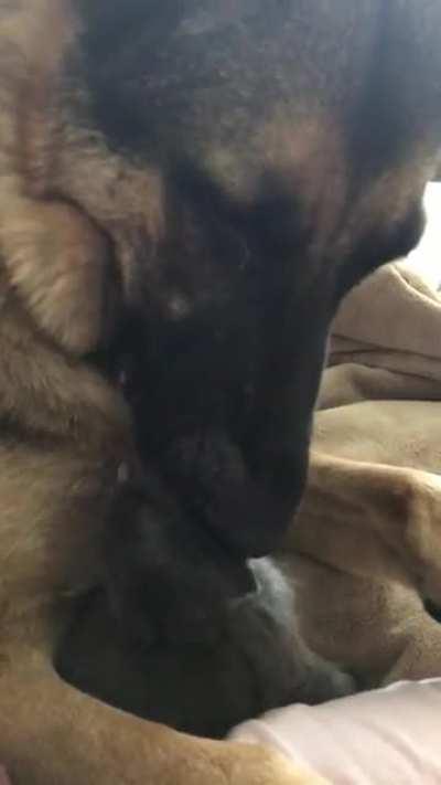 Helping to clean the fosters after bottles...or getting leftovers.