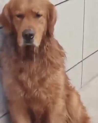 Dogs Reaction 