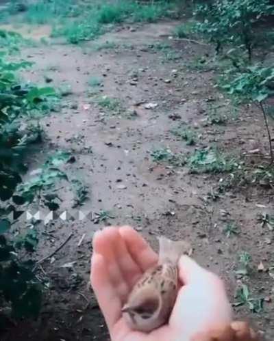 Tiny little bird
