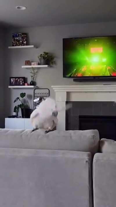 Cockatoo Headbanging To Music
