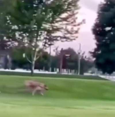 WCGW when your dog outweighs you