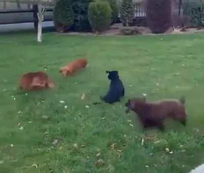 Ankara doggy ankara ankara…