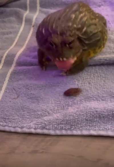 Is this frog supposed to be this chunky ??