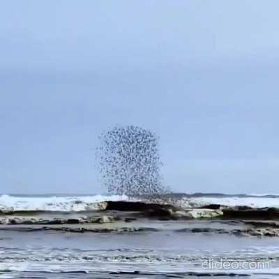 🔥 The behavior of this flock of birds