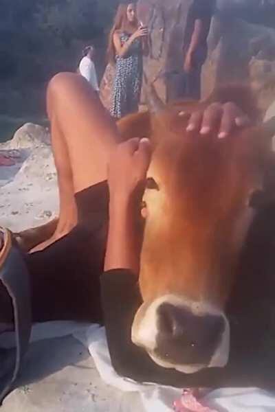 Cow finds a friend to cuddle with