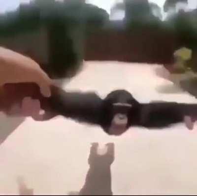 Hope this post makes someone's day like it did mine