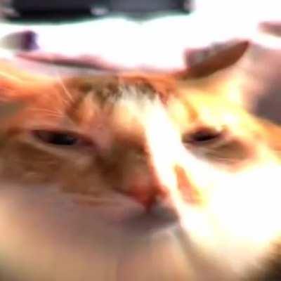 here's some more silly cats being silly little guys