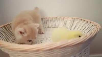 gözlerimden😍kalpler❤💕💞fışkırıyo😍😻🐥🐥