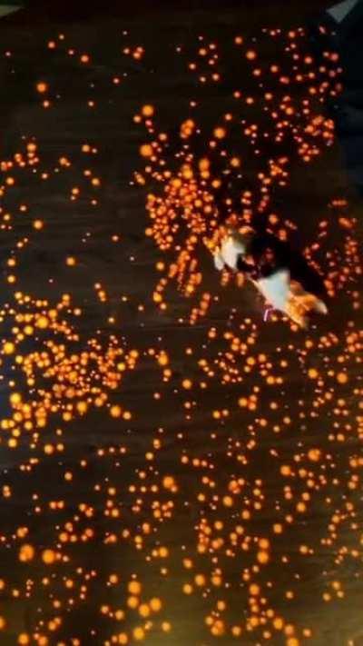 Cat testing an art exhibit... for cats.