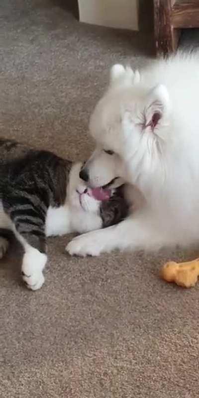 Different species, same love