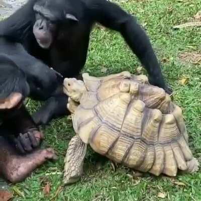 Monkee Feeding Turtle