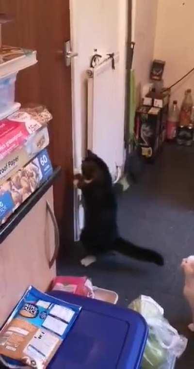 My cat casually opening a door