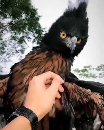 🔥 The black chestnut eagle is a wonderful bird species that is in danger of extinction ❤️