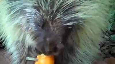 I would without hesitation put my life on the line for Teddy the Porcupine