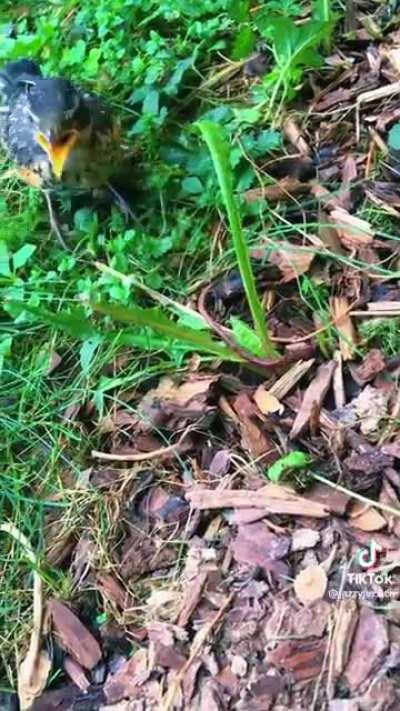 Helping a young robin forage for food!