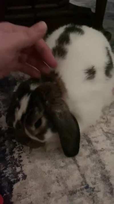 I demand all the pets