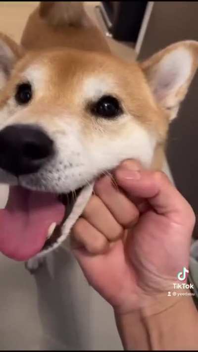 imagens reais de como o tails trata seu editor joshua