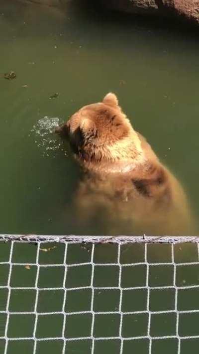 Brother bears blowing bubbles