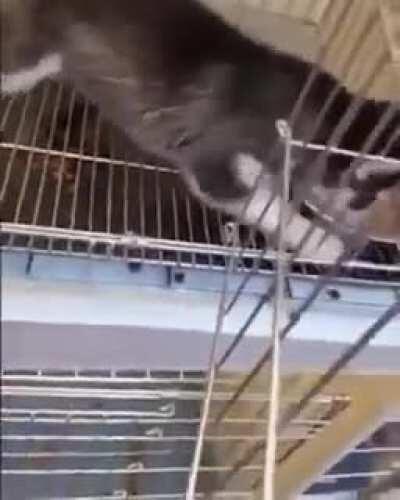 Just going to feed the pup...