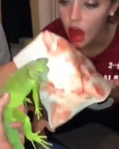 Playing with a reptile