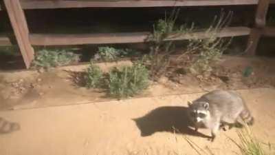 Raccoon caught in the act
