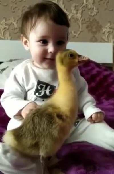 This duck has the complete attention of a baby...