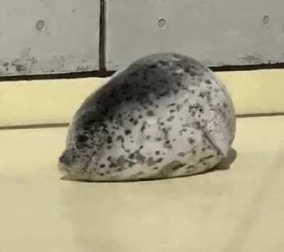 Chonky seal