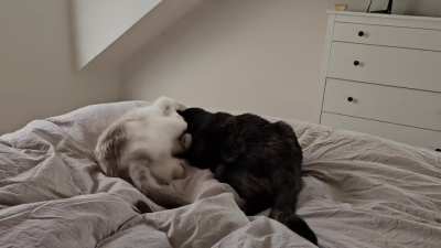 WeiRd lOoKiNg PuPpeRs diE Fr