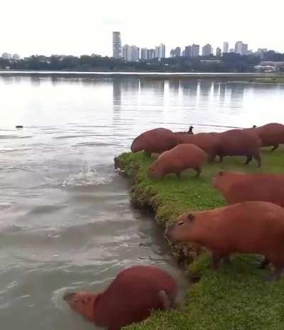 Capybaras jumping into a lake in Brazil - they are able to swim long distances underwater and hold their breaths for around 5 minutes.