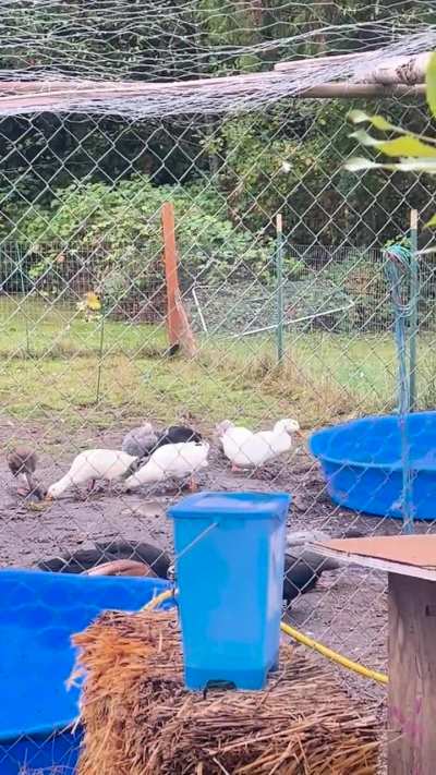 Apple Pie doing her tippy taps. She’s done this since she was a duckling. The only duck we’ve ever had that did it.