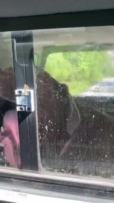 Keeping my back window clean since 2017!