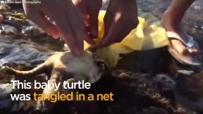Animal Rescues at Sea | 1