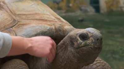 The only viable way to fight a turtle in Elden ring