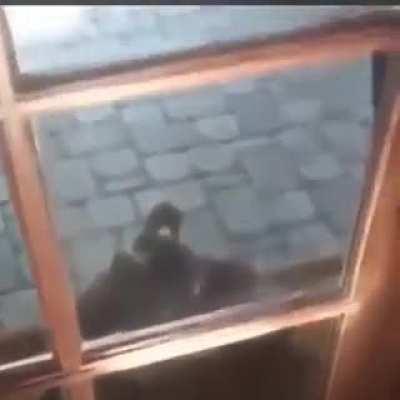 A New Yorker Meets An Angry Hawk