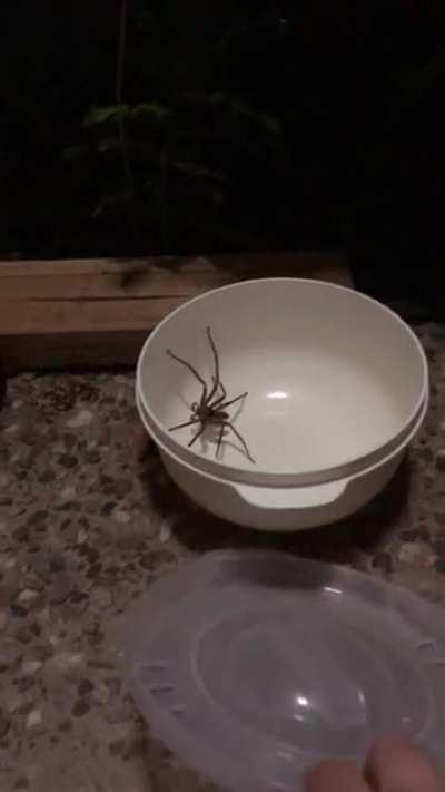 Just another day in Australia. That Damn sensor light has the worst timing.