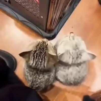 Flirting wunks 🤭🥰