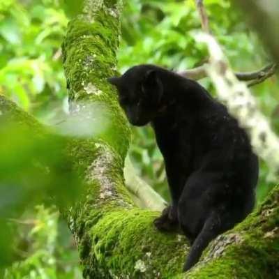 🔥 Saya, Kabini forests lone black panther in all his glory