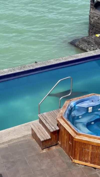 Sea Lion Comes on Land, Swims in Pool and Steals Man's Chair