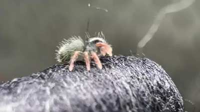 They look so cute when they are little. Shame many of them won't survive.