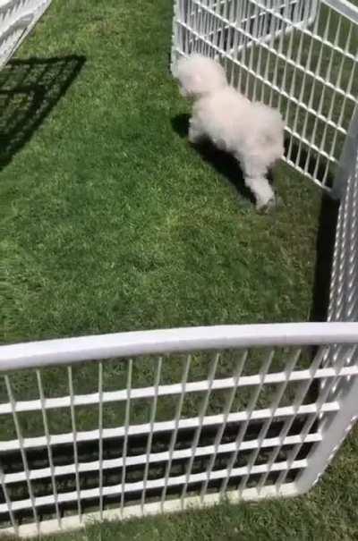 Some dogs are brilliant and some are happy