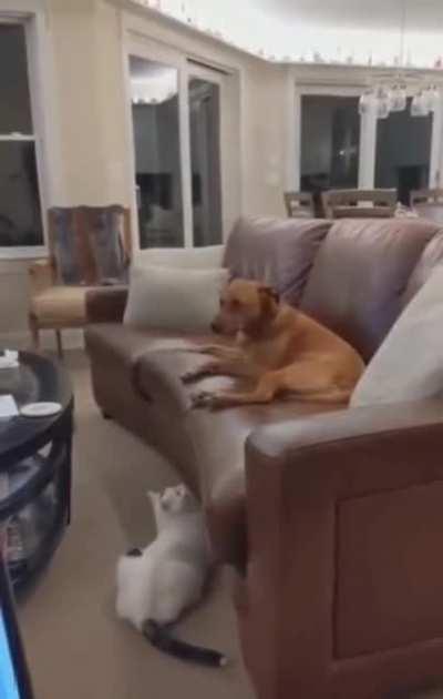 Шерстяной говнюк.