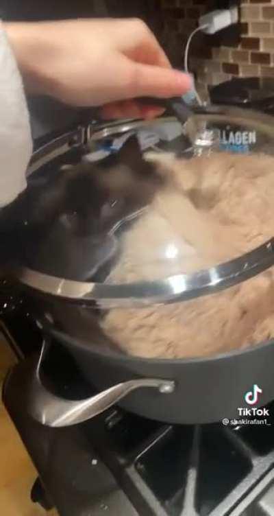 INnocEnt CaT CoOKed AlIve TO mAKe sOUp