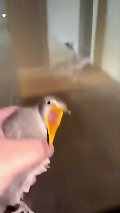 Government drone caught