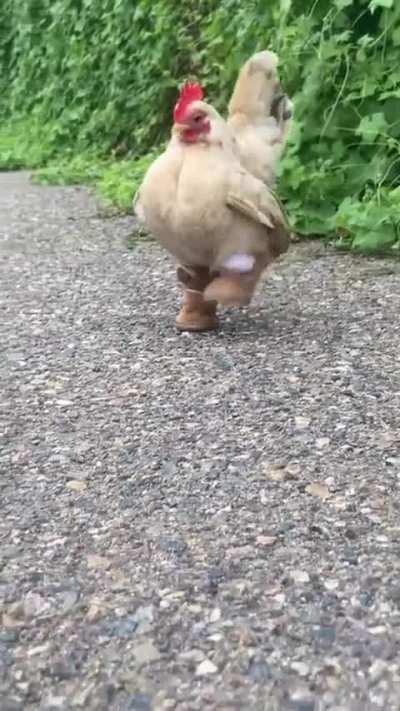 the cuteness of this little toeless chicken just never gets old