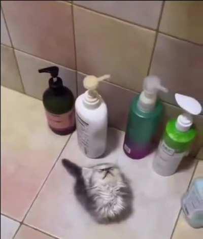 kitten wants to be a shampoo bottle