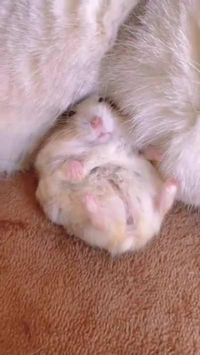 Cat has become loving and protective to little hammy