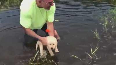 Puppy swimming lessons