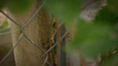 I work in the film industry and it's been a slow year. So I found a new calling blasting Lantern Flies. (sound on)