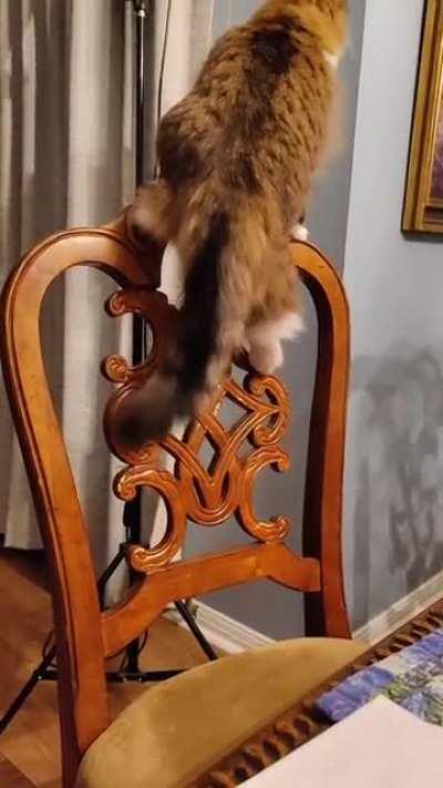 The same thing we do every morning - try to catch the tail!